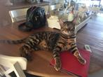 Cheetoh zoekt gouden mandje., Dieren en Toebehoren, Katten en Kittens | Raskatten | Korthaar, Kater, Gechipt, 3 tot 5 jaar