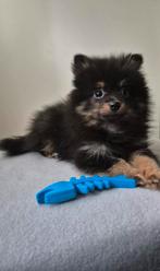 Prachtige pomchi pup, Dieren en Toebehoren, Honden | Chihuahua's en Gezelschapshonden, Rabiës (hondsdolheid), Reu, 8 tot 15 weken