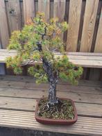 Japanse witte den bonsai te koop., Tuin en Terras, Ophalen of Verzenden