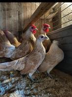 Broedeieren sebright geel wit gezoomd, Dieren en Toebehoren, Pluimvee, Geslacht onbekend, Kip
