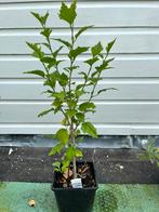 Hibiscus struik in pot, Ophalen, Overige soorten, Struik