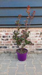 Lagerstroemia (Lagerstroemia 'Pink Velour')🌺, Tuin en Terras, Planten | Bomen, Ophalen, Volle zon, Overige soorten