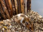 Jonge tamme vrouwtjes goudhamsters ( direct van de fokker), Dieren en Toebehoren, Hamster, Augustus, Vrouwelijk, Tam