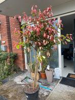 Photinia boom ten minstste 2m, Tuin en Terras, Planten | Bomen, In pot, Overige soorten, Ophalen, 100 tot 250 cm