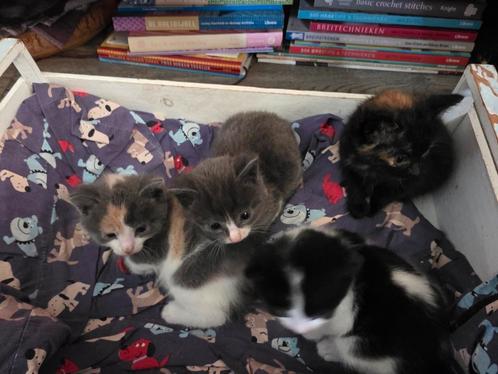 Jonge kittens 7 weken, Dieren en Toebehoren, Katten en Kittens | Dekkaters