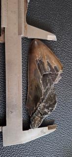 Megalodon haaientand fossiel - Cadzand vondst, Ophalen of Verzenden, Fossiel