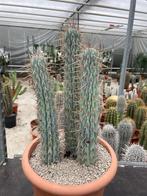 Cactus Browningia Hertlingiana ( Azureus Hertlingiana) Peru., Ophalen of Verzenden, Minder dan 100 cm, Bloeiende kamerplant, Volle zon