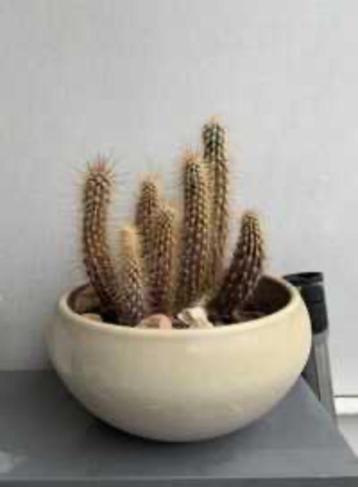 Cactus beschikbaar voor biedingen