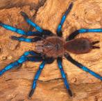 Vogelspin/tarantula sub/adult/slings voor houten/verzenden, Dieren en Toebehoren, Insecten en Spinnen, Overige soorten