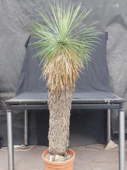 Yucca linearifolia ssp. Galeana 42, 155 cm, stam 110 cm, Tuin en Terras, Planten | Tuinplanten, Overige soorten, Volle zon, Ophalen