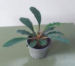 Euphorbia Leuconera,  Madagascar Jewel, Ophalen