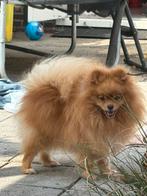 Dekreu ! Pomeriaan niet te koop !!!!, Dieren en Toebehoren, Reu, 1 tot 2 jaar, Eén hond, Nederland