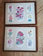 Twee vintage wildflowers tekeningen in lijst, Minder dan 50 cm, Ophalen of Verzenden, Minder dan 50 cm, Print