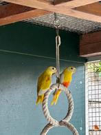 Turquoisine parkieten, Meerdere dieren, Parkiet
