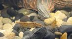 Mini Japonica garnalen, Dieren en Toebehoren, Vissen | Aquariumvissen, Zoetwatervis, Kreeft, Krab of Garnaal, Schoolvis