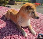 Te koop mooie Shiba Inu s, Nederland, CDV (hondenziekte), Meerdere, Fokker | Professioneel