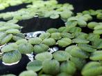 Salvinia Minima | Vlotvaren | aquarium plant, Dieren en Toebehoren, Ophalen, Nieuw, Plant(en), Steen of Hout