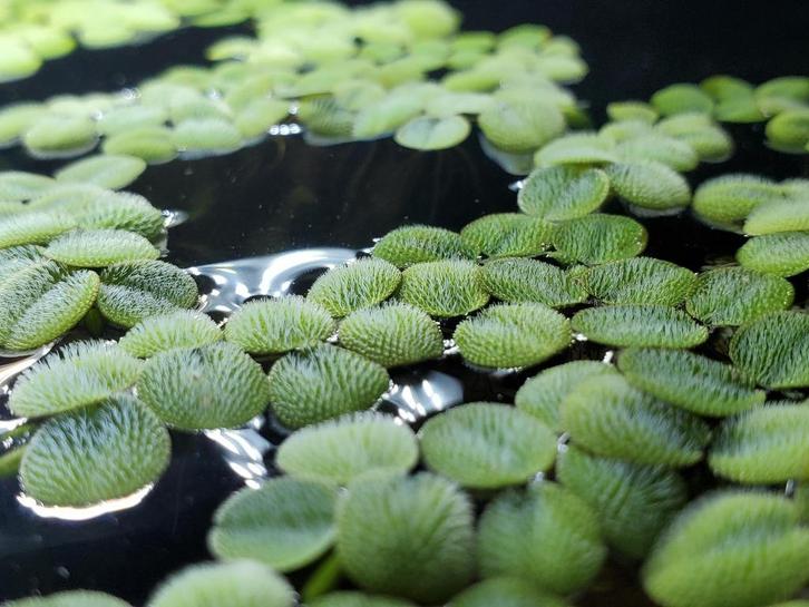 Salvinia Minima | Vlotvaren | aquarium plant, Dieren en Toebehoren, Vissen | Aquaria en Toebehoren, Nieuw, Plant(en), Steen of Hout