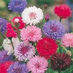 Plantjes te koop in P9 potje, Tuin en Terras, Ophalen, Zomer, Volle zon