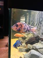 aulonocara multicolor f1 gaus, Dieren en Toebehoren, Vis