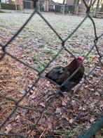 Haan, Dieren en Toebehoren, Mannelijk, Kip