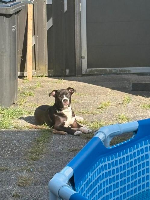 Amerikaanse stafford pup, Dieren en Toebehoren, Honden | Bulldogs, Pinschers en Molossers, Reu, Overige rassen, Particulier, Eén hond