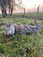 Vlaamse reuzen, Dieren en Toebehoren, Konijnen, Mannelijk, Groot