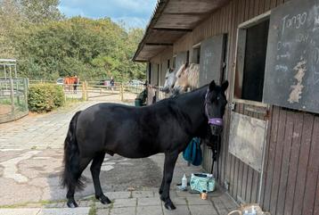 Gave alleskunner New forest B pony beschikbaar voor biedingen