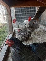 Broedeieren, Dieren en Toebehoren, Geslacht onbekend, Kip