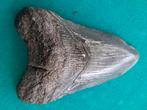 Aangeboden megalodon tand 8 cm, Ophalen, Fossiel