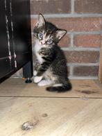 Kittens aangeboden!, Dieren en Toebehoren