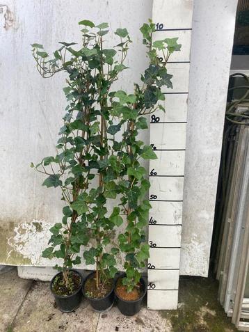 Hedera hibernica 110/120 cm. beschikbaar voor biedingen