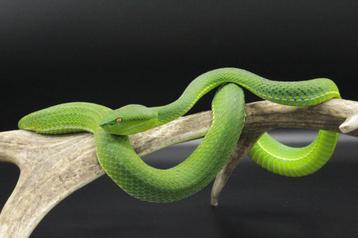 1.1 Trimeresurus vogeli CB18 beschikbaar voor biedingen