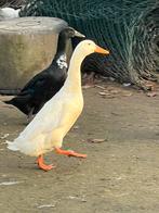 Mooi koppel loopeenden, Dieren en Toebehoren, Meerdere dieren, Eend