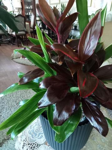 Cordyline beschikbaar voor biedingen