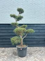 Pinus sylvestris bonsai, Tuin en Terras, Planten | Bomen, Ophalen, Zomer, Volle zon, Overige soorten