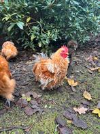 Cochin kriel krulveer okerwit gepareld haantje, Dieren en Toebehoren, Pluimvee, Mannelijk, Kip