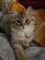 Ragdolls kittens, Dieren en Toebehoren, Katten en Kittens | Raskatten | Langhaar, Meerdere dieren