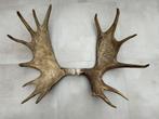 Groot gewei van eland 80 cm - elk (moose), Verzamelen, Dierenverzamelingen, Ophalen of Verzenden, Gebruikt, Wild dier, Gewei of Kop