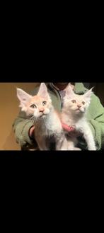 2 Maine Coon katers, Dieren en Toebehoren, Katten en Kittens | Raskatten | Langhaar, 0 tot 2 jaar, Kater, Ontwormd