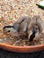 4 Drentse krielkip kuikens, Dieren en Toebehoren, Pluimvee, Meerdere dieren, Kip