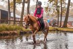 Verzorg pony, Dieren en Toebehoren, Paarden en Pony's | Overige Paardenspullen, Ophalen, Nieuw