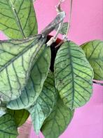 Hoya callistophylla, Huis en Inrichting, Kamerplanten, Verzenden, Overige soorten, Minder dan 100 cm