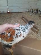 Brahma groot Kuikens, Geslacht onbekend, Kip