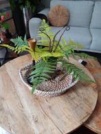 Prachtige kunst varen plant., Huis en Inrichting, Ophalen of Verzenden