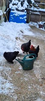 Gezocht marans hennen 3 of 4, Vrouwelijk, Kip