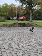 Een lieve dwergpincher zoekt een gouden mandje., Dieren en Toebehoren, Honden | Bulldogs, Pinschers en Molossers, 15 weken tot 1 jaar