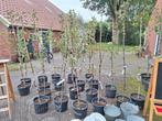 Appelbomen te koop, Ophalen, Volle zon, Overige soorten