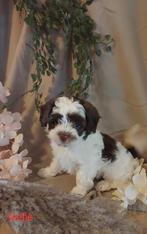 Maltipoo Pup,s, Overige rassen, CDV (hondenziekte), 8 tot 15 weken, Meerdere