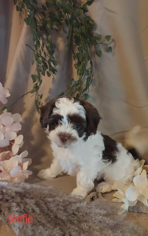 Maltipoo Pup,s, Dieren en Toebehoren, Honden | Chihuahua's en Gezelschapshonden, Meerdere dieren, Overige rassen, Particulier